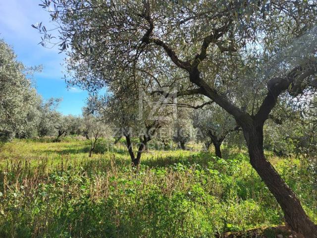Terreno en venta en el Baix Maestrat, Valencia