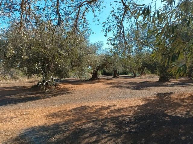 Terreno en venta en Traiguera
