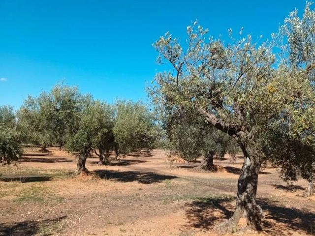 Terreno en venta en Traiguera