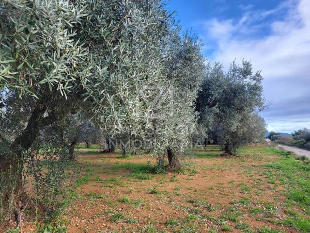 Terreno en venta en el Baix Maestrat, Valencia