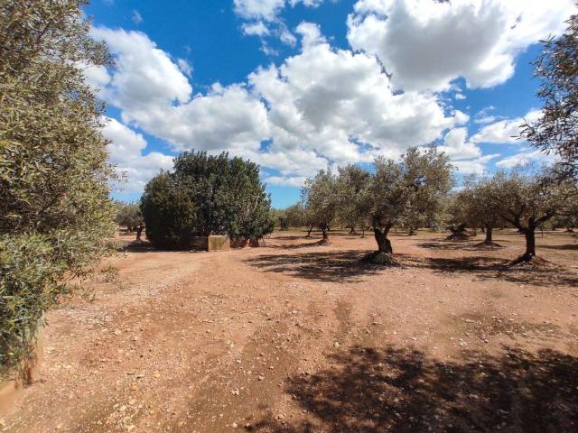 Terreno en venta en Traiguera