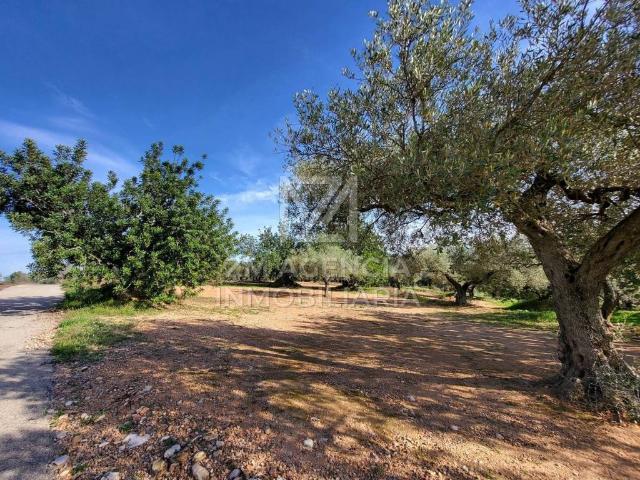 Terreno en venta en el Baix Maestrat, Valencia