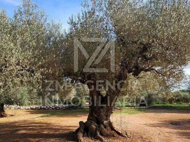 Terreno en venta en Traiguera
