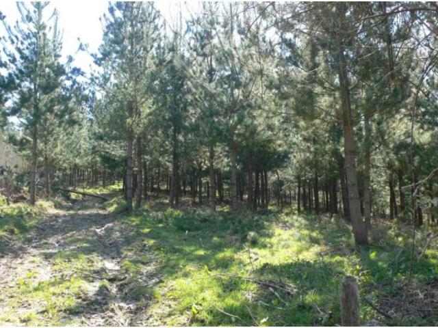 Terreno en venta en Trucios-turtzioz, Guipúzcoa