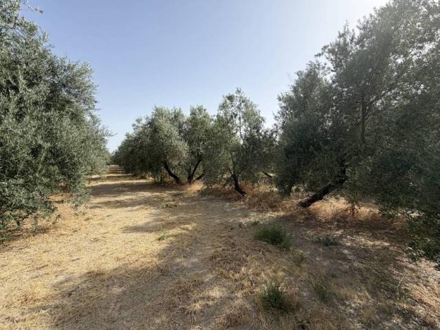 Terreno en venta en Úbeda, Andalucía