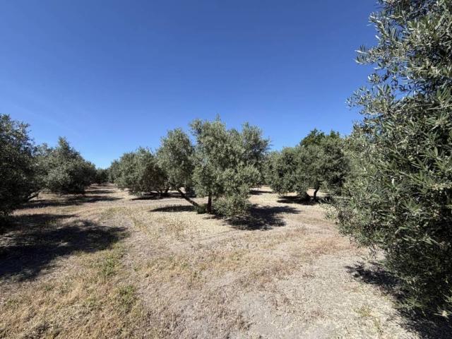 Terreno en venta en Úbeda, Andalucía