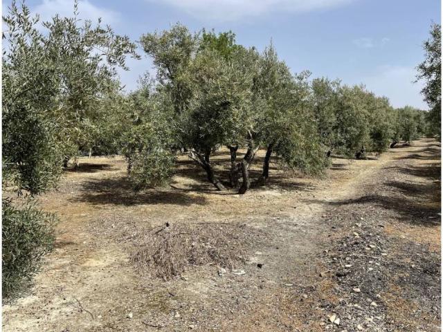 Terreno en venta en Úbeda, Andalucía