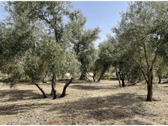 Terreno en venta en Úbeda, Andalucía