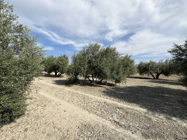 Terreno en venta en Úbeda, Andalucía