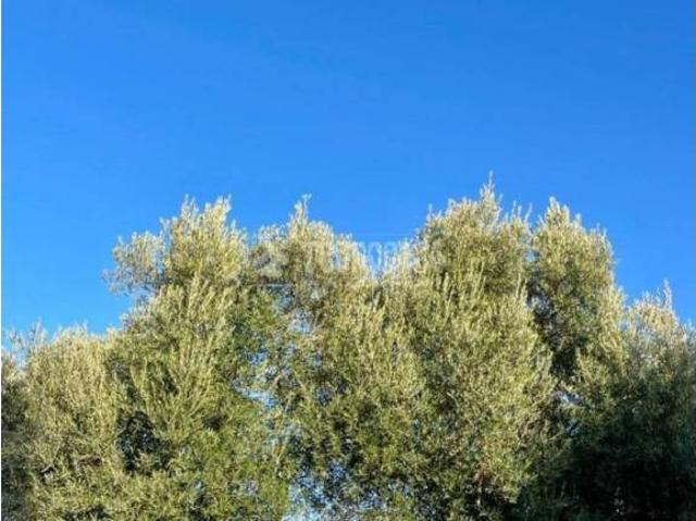 Terreno en venta en Úbeda, Andalucía