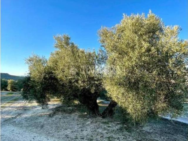Terreno en venta en Úbeda, Andalucía