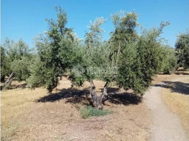 Terreno en venta en Úbeda, Andalucía