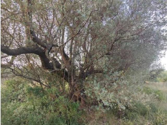 Terreno en venta en Montsià, Catalunya