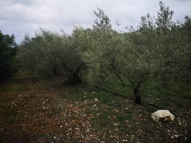Terreno en venta en Montsià, Catalunya