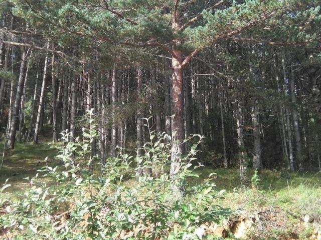 Terreno en venta en Solsonès, Catalunya