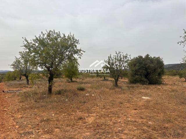 Terreno en venta en Utiel Terreno en venta en Utiel