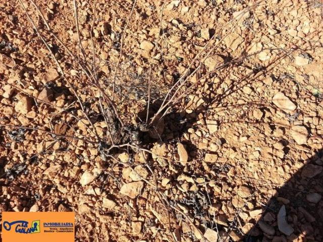Terreno en venta en Valdepeñas, Castilla-La Mancha
