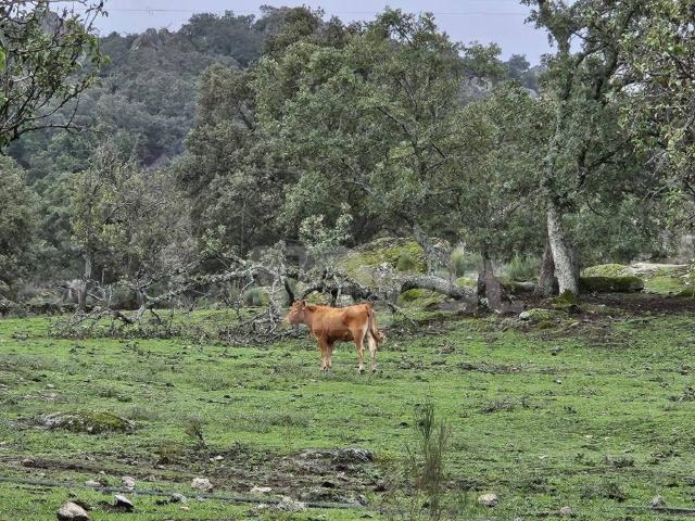 Terreno en venta en Valencia de Alcántara, Cáceres