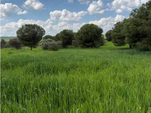 Terreno en venta en Valencia De Las Torres, Extremadura