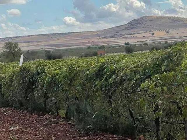 Terreno en venta en Pozuelo De Calatrava, Castilla-La Mancha