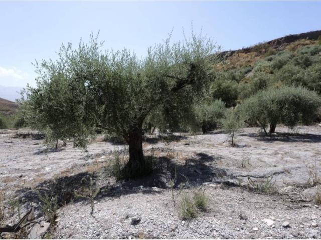 Terreno en venta en Comarca de la Alpujarra Granadina, Andalucía