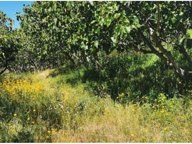 Terreno en venta en Valverde De La Vera, Extremadura