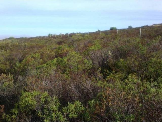 Terreno en venta en El Andévalo, Andalucía