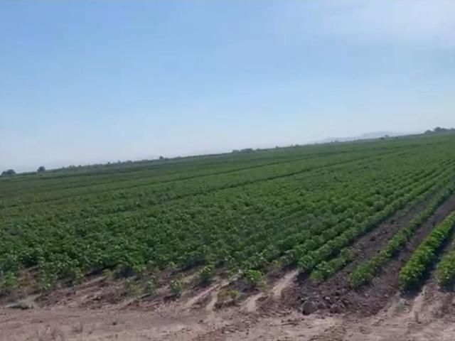 Terreno en venta en San Pedro