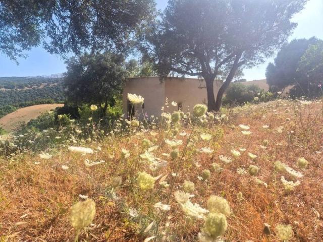 Terreno en venta en La Janda, Andalucía