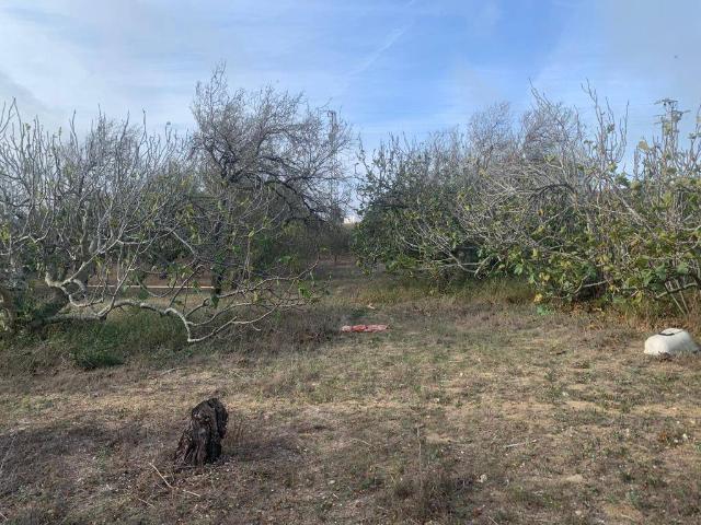 Terreno en venta en La Muela, La Janda
