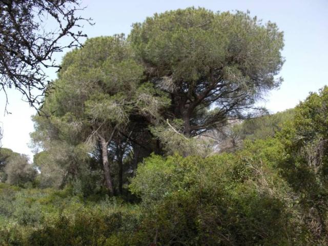 Terreno en venta en La Janda, Andalucía