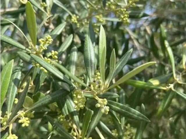 Terreno en venta en Comarca de la Costa Granadina, Andalucía