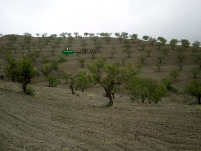 Terreno en venta en Los Vélez, Andalucía