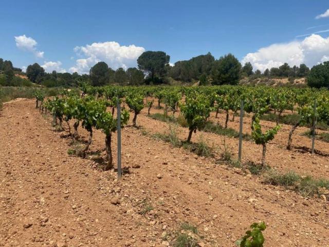Terreno en venta en La Plana de Utiel-Requena, Valencia