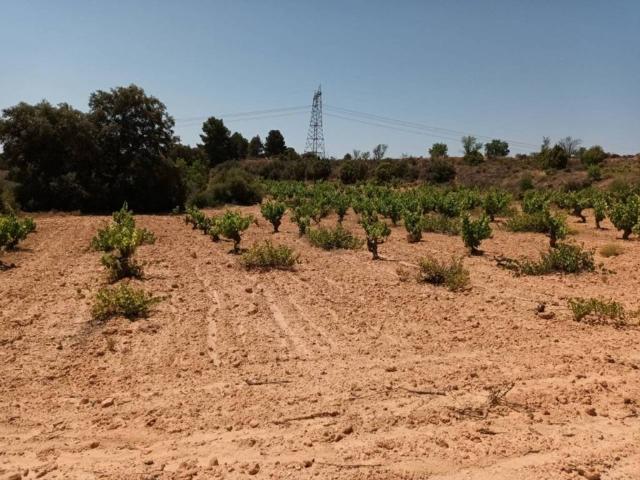 Terreno en venta en La Plana de Utiel-Requena, Valencia
