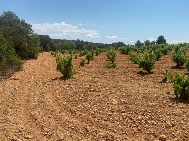Terreno en venta en La Plana de Utiel-Requena, Valencia