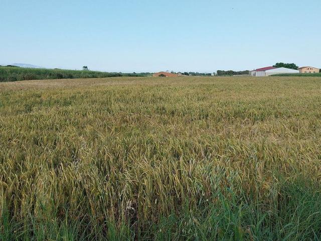 Terreno en venta en Alt Empordà, Catalunya