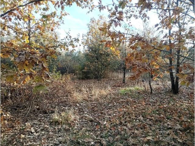Terreno en venta en Viandar De La Vera, Extremadura