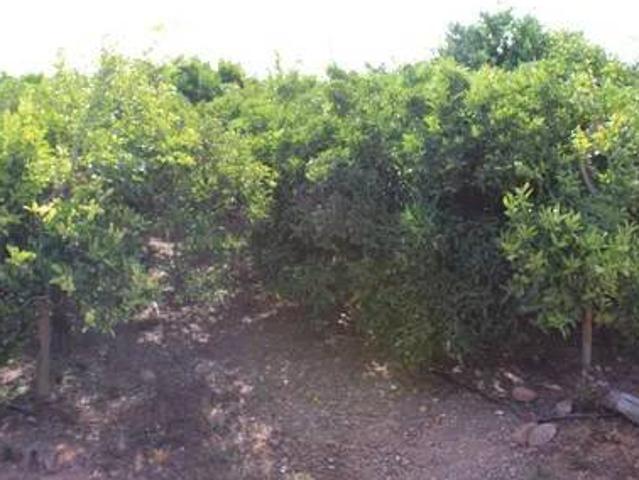 Terreno en venta en la Plana Baixa, Valencia