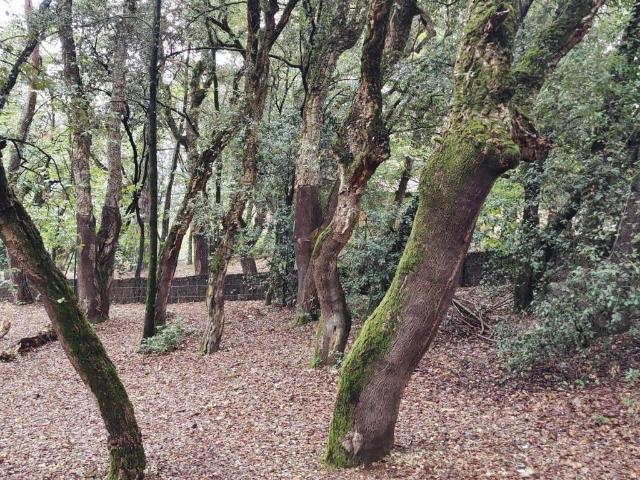Terreno en venta en les Casiques, Viladrau