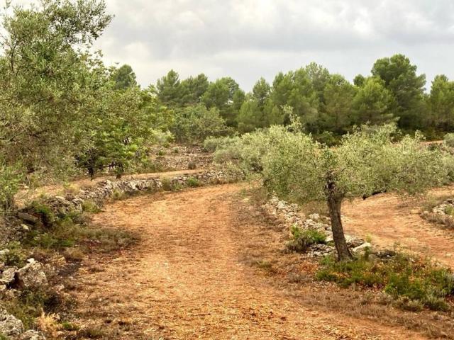 Terreno en venta en la Plana Alta, Valencia