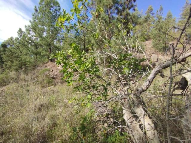 Terreno en venta en Vilaflor de Chasna, Vilaflor