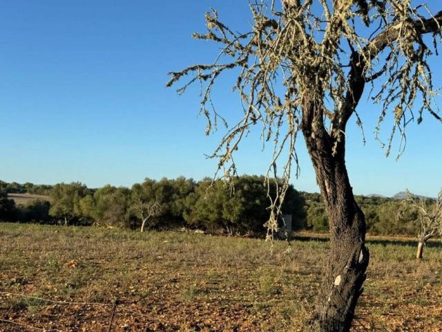 Terreno en venta en Pla de Mallorca, Baleares