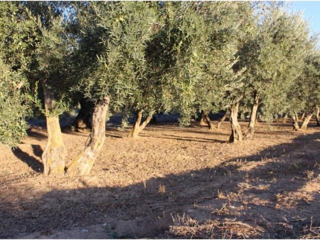 Terreno en venta en Comarca de la Vega de Granada, Andalucía