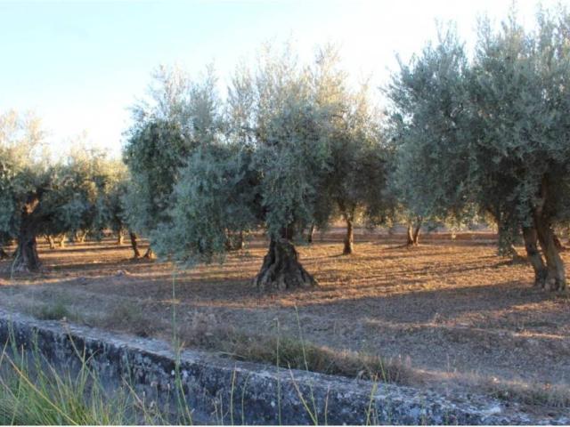 Terreno en venta en Comarca de la Vega de Granada, Andalucía