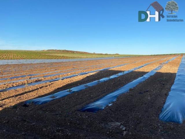 Terreno en venta en Villafranca De Los Barros