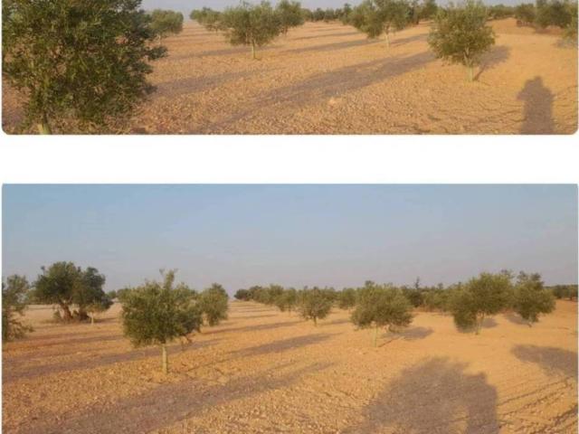Terreno en venta en Villafranca De Los Caballeros, Castilla-La Mancha