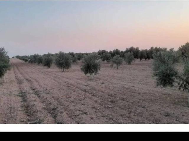 Terreno en venta en Villafranca De Los Caballeros, Castilla-La Mancha