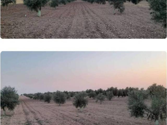 Terreno en venta en Villafranca De Los Caballeros, Castilla-La Mancha