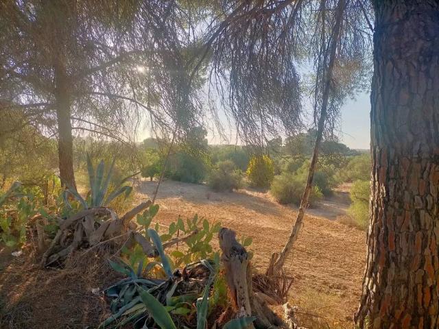 Terreno en venta en Villamanrique De La Condesa, Andalucía